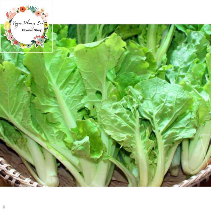Giống cải bẹ dún - gói 10 gram