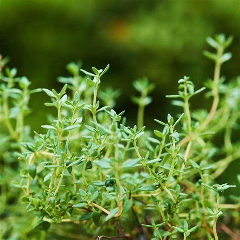 Hạt giống cỏ xạ hương - vị thơm, tốt cho sức khỏe
