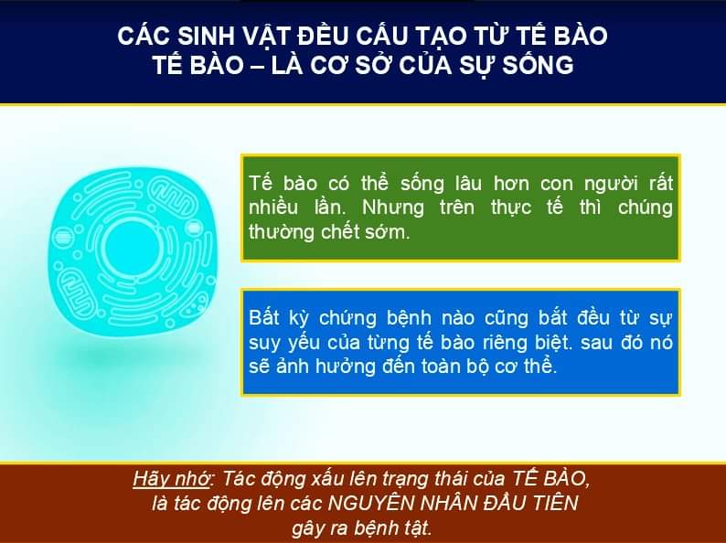 Bộ 3 thải độc và thanh lọc cơ thể Renaissance Triple