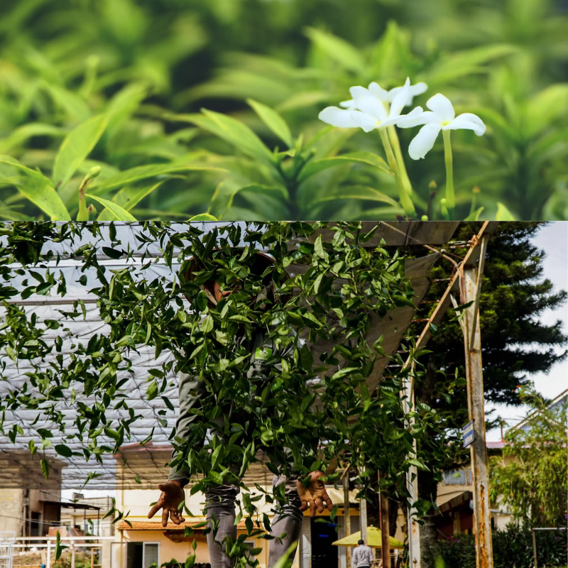 [Cầu Đất Farm]TRÀ LÀI CẦU ĐẤT GÓI 100G