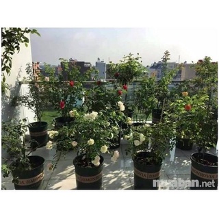 PHÂN BÓN HỮU CƠ RỄ MẦM CHỒI, SIÊU NHANH