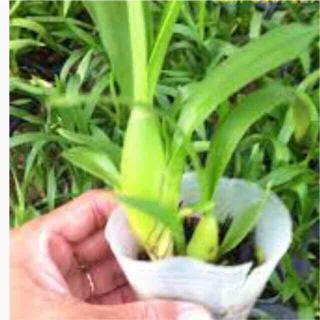 Vũ nữ giống mới