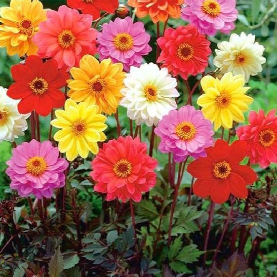 Hạt giống hoa thược dược mix màu- Gói 30 hạt