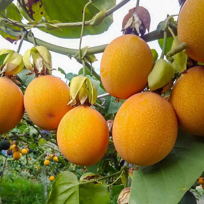 [Mới] - Hạt giống chanh leo vàng ngọt