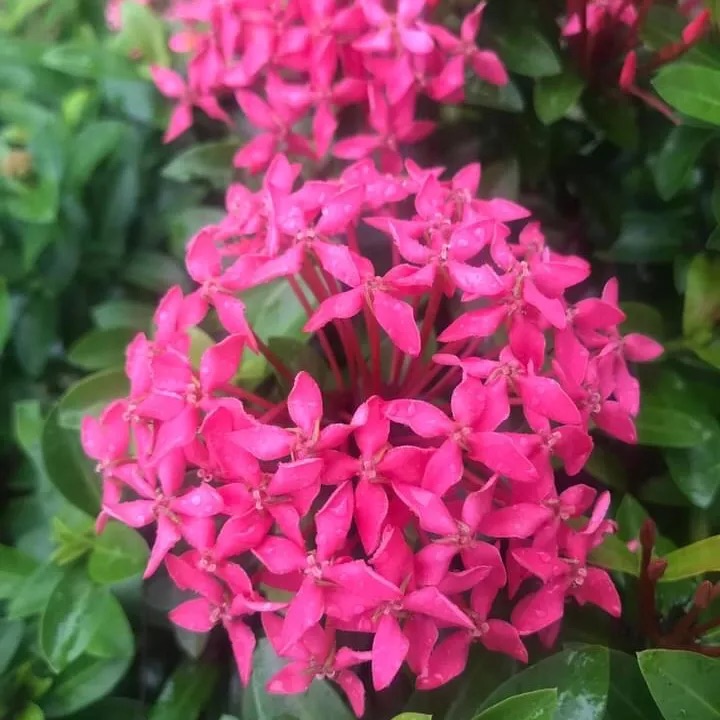 (1 chậu) cây bông trang tím sen Thái (hoa mẫu đơn) - lá nhỏ