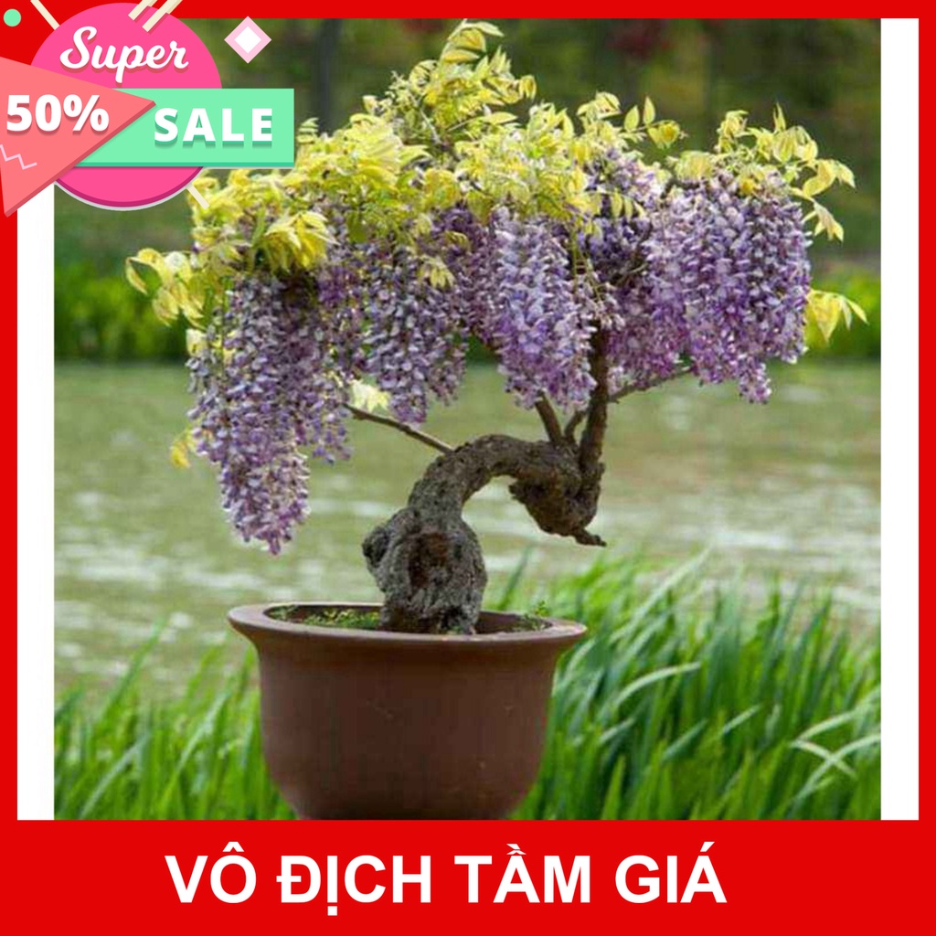 Giống Chuẩn (GIÁ SỈ) CÂY GIỐNG HOA TỬ ĐẰNG