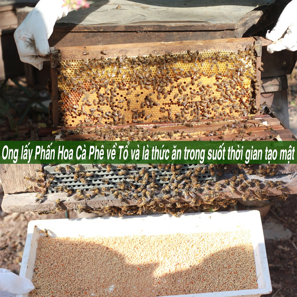 330ML Mật Ong Nguyên Chất Hoa Cà Phê BẢO LINH COFFEE
