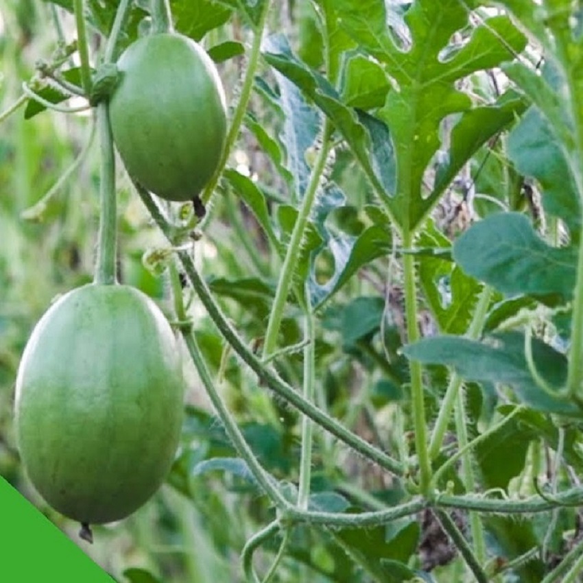 Dưa hấu nụ (dưa canh)- Thuận Điền (10g – 50g)