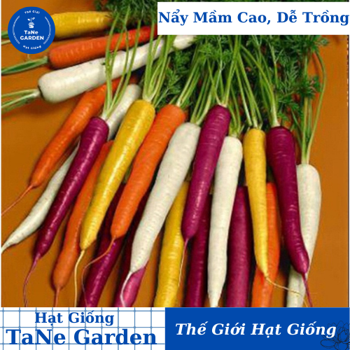 40h Hạt Giống Cà Rốt Mix Màu - TaNe Garden