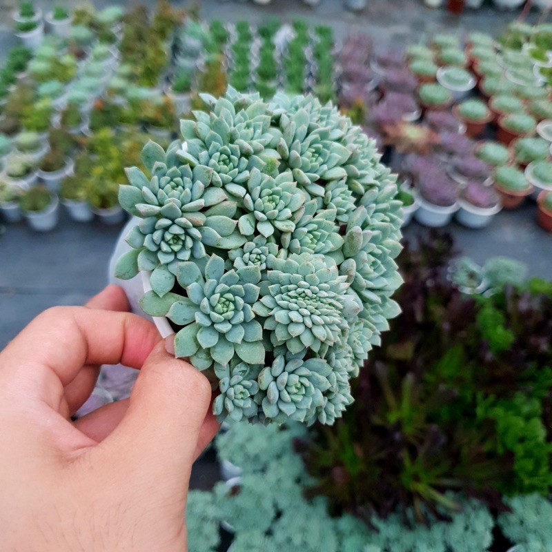 SEN ĐÁ NHÍM XANH SIZE TRUNG BÌNH LỖI 1 ĐỔI 1