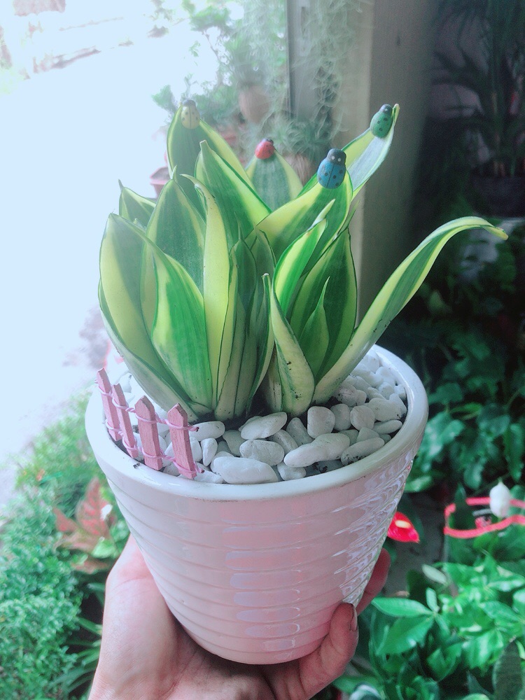 Chậu Lưỡi Hổ Thái Vàng