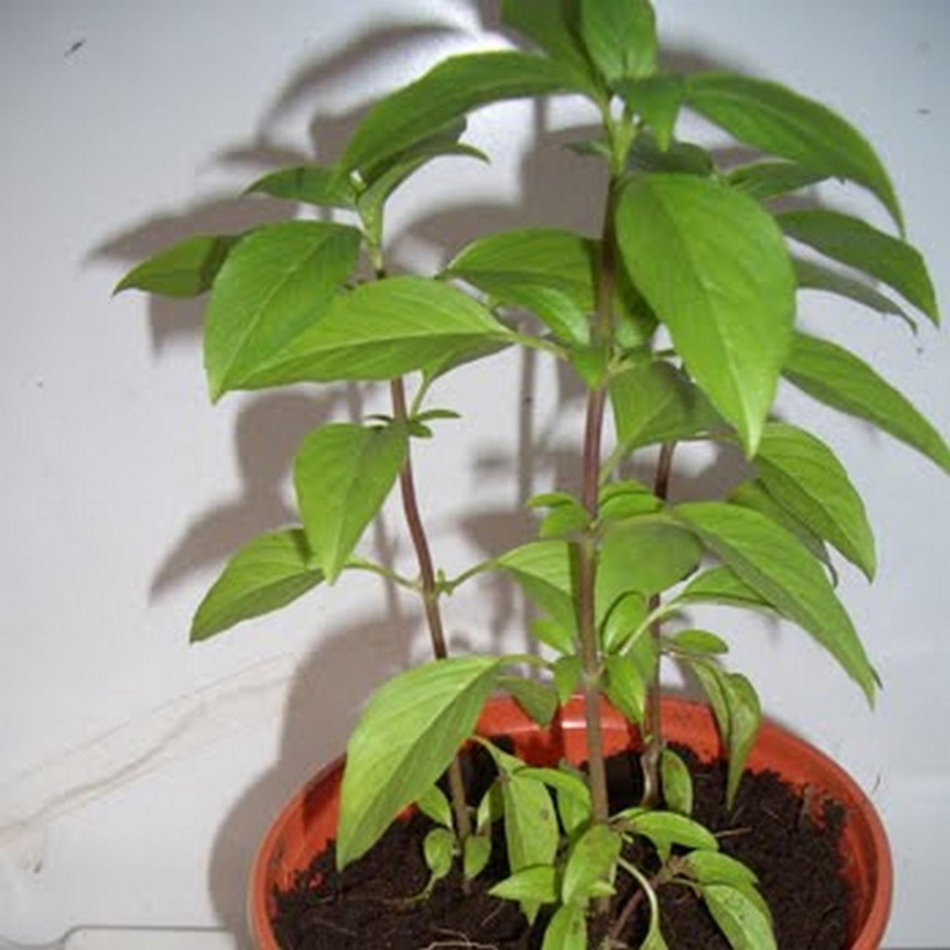 10g Hạt giống Rau quế