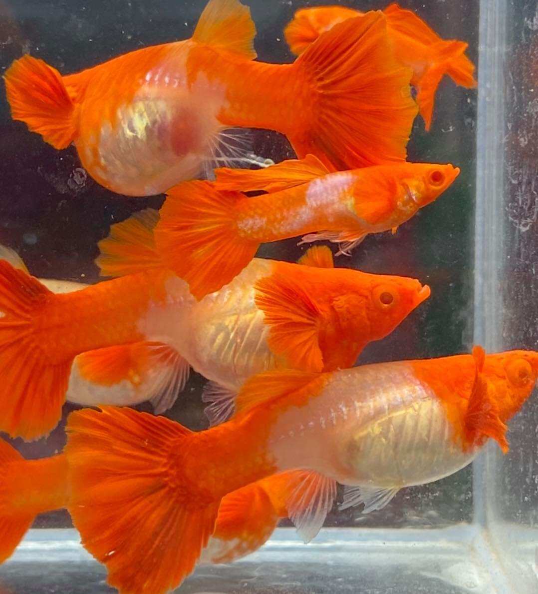 koi red ear 2 cặp chỉ 100k