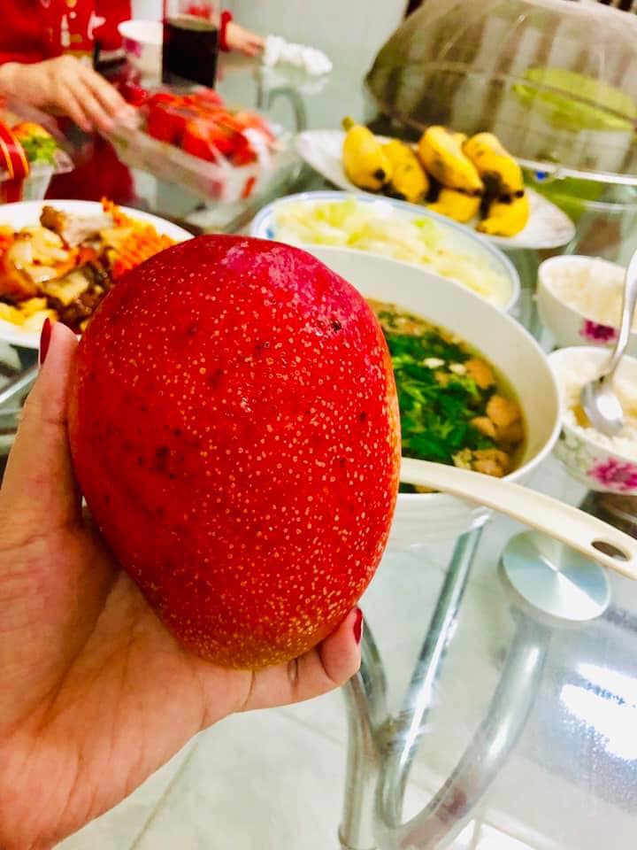 Giống Cây Xoài Đỏ Mặt Trời