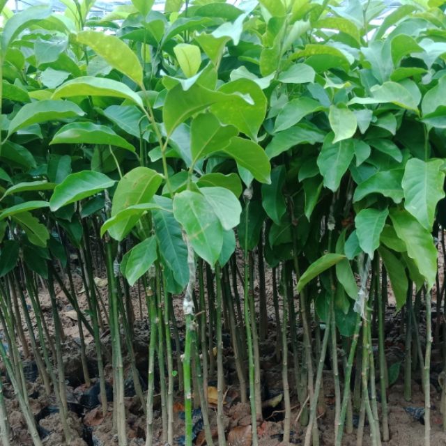 Cây dổi ghép lai châu 2 năm cho trái