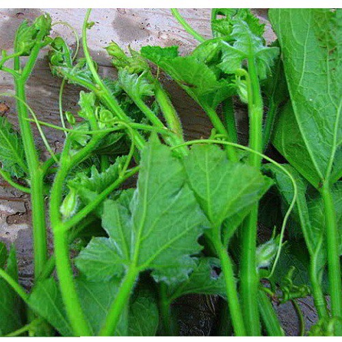 10GR_HẠT GIỐNG BÍ SIÊU NGỌN (MAU THU HOẠCH)