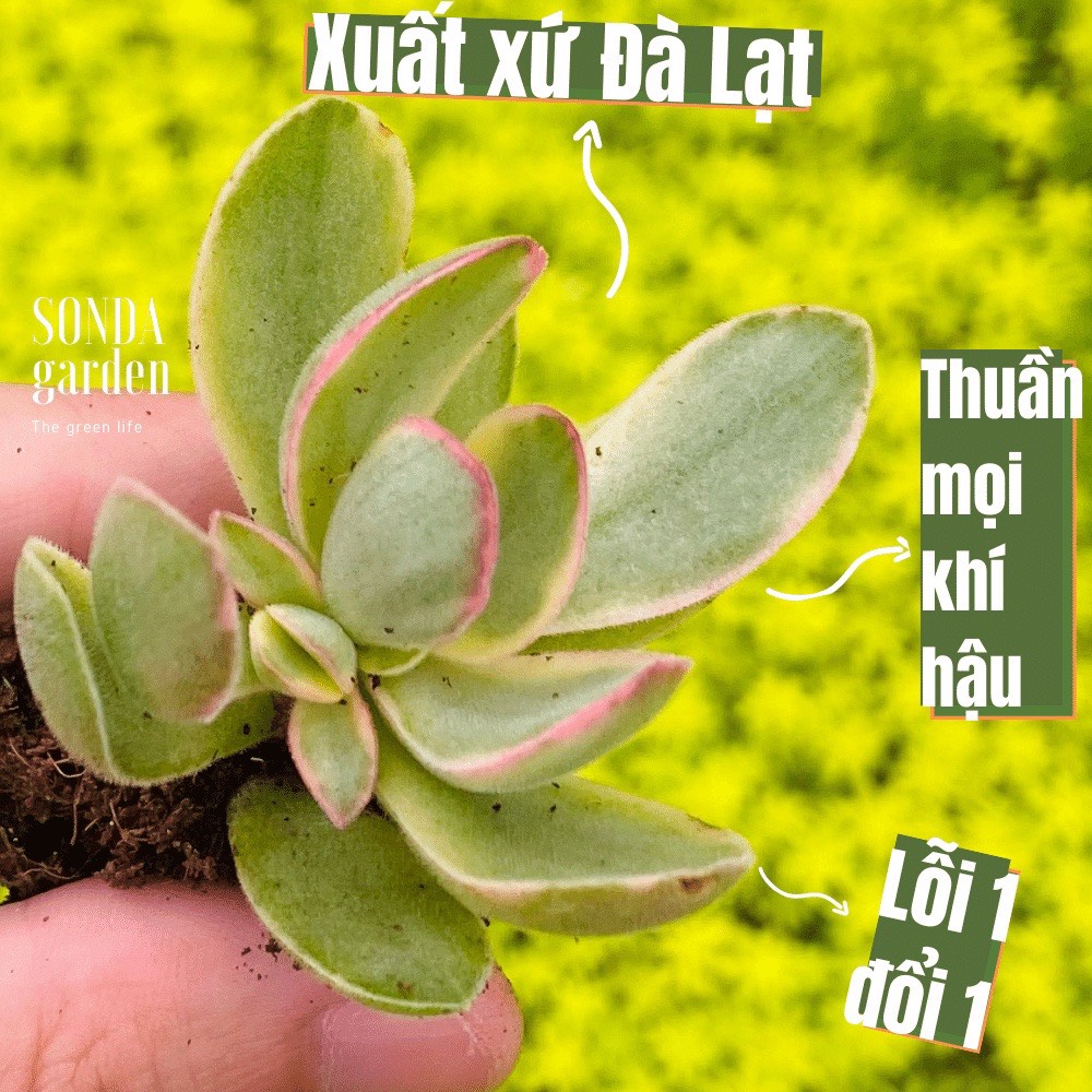 Sen đá bướm var size mini, lỗi 1 đổi 1