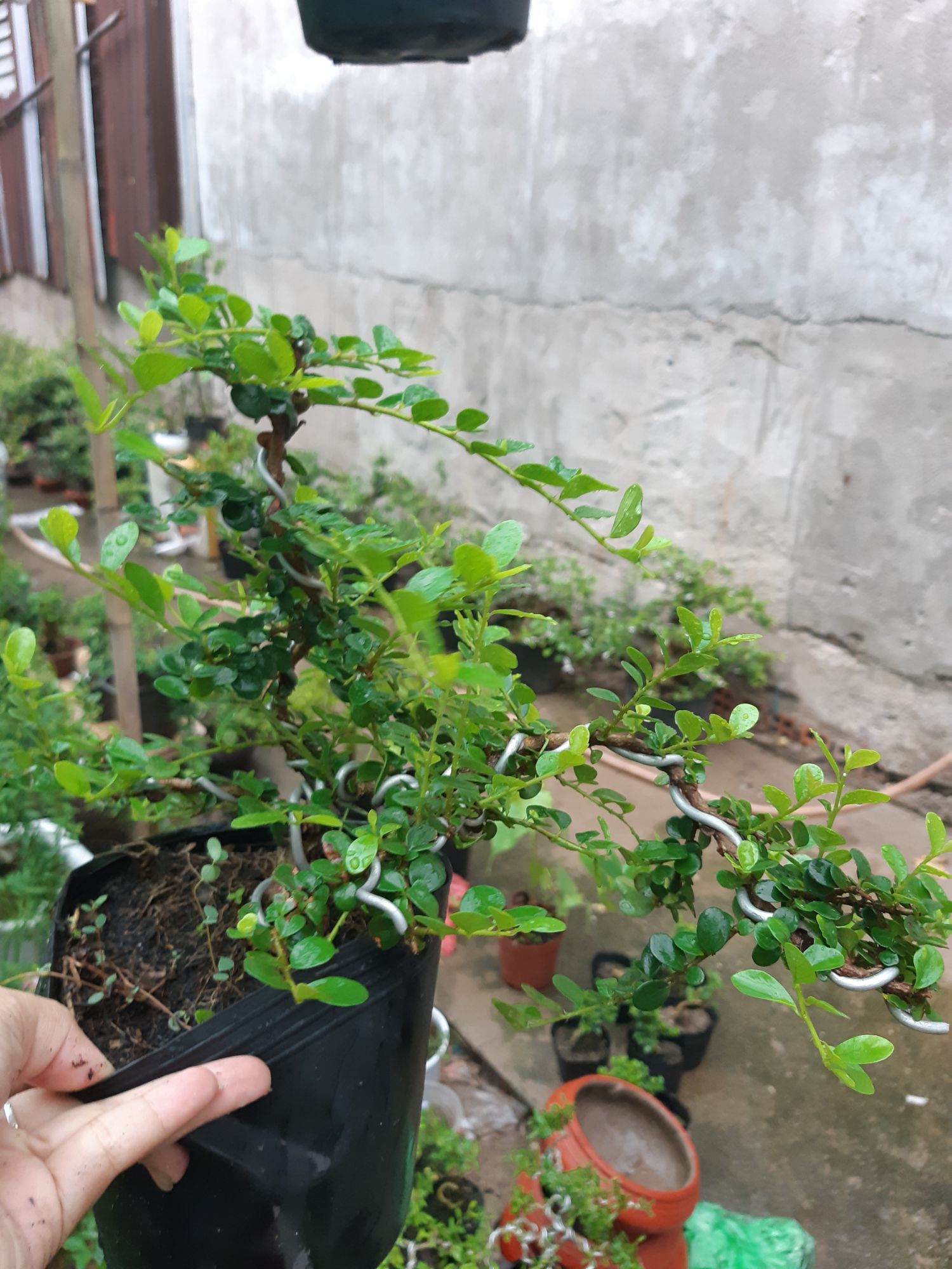 sam trái bonsai mini