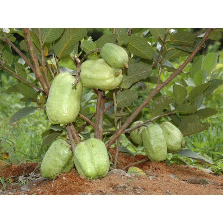 Cây Giống Ổi không hạt Phugi ( giống chuẩn) (chuyên cây giống )