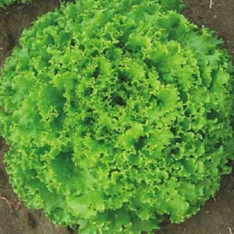 Hạt Giống Rau Xà Lách Xoăn Xanh. Túi 5 Gram - Nhiều Dinh Dưỡng - Giá Khuyến Mại - Kèm Quà Tặng.