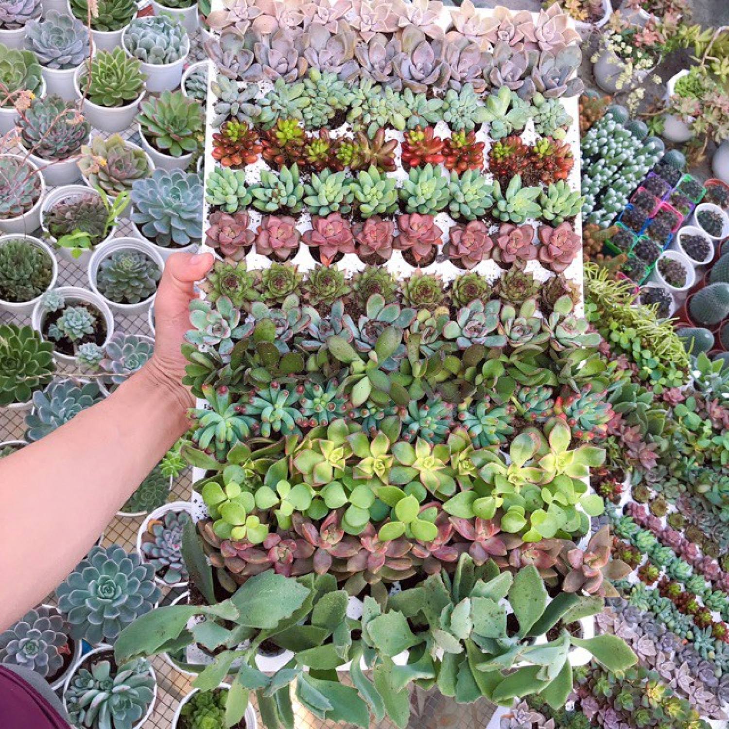 COMBO 10 loại Sen Đá Mini (MIX NGẪU NHIÊN)