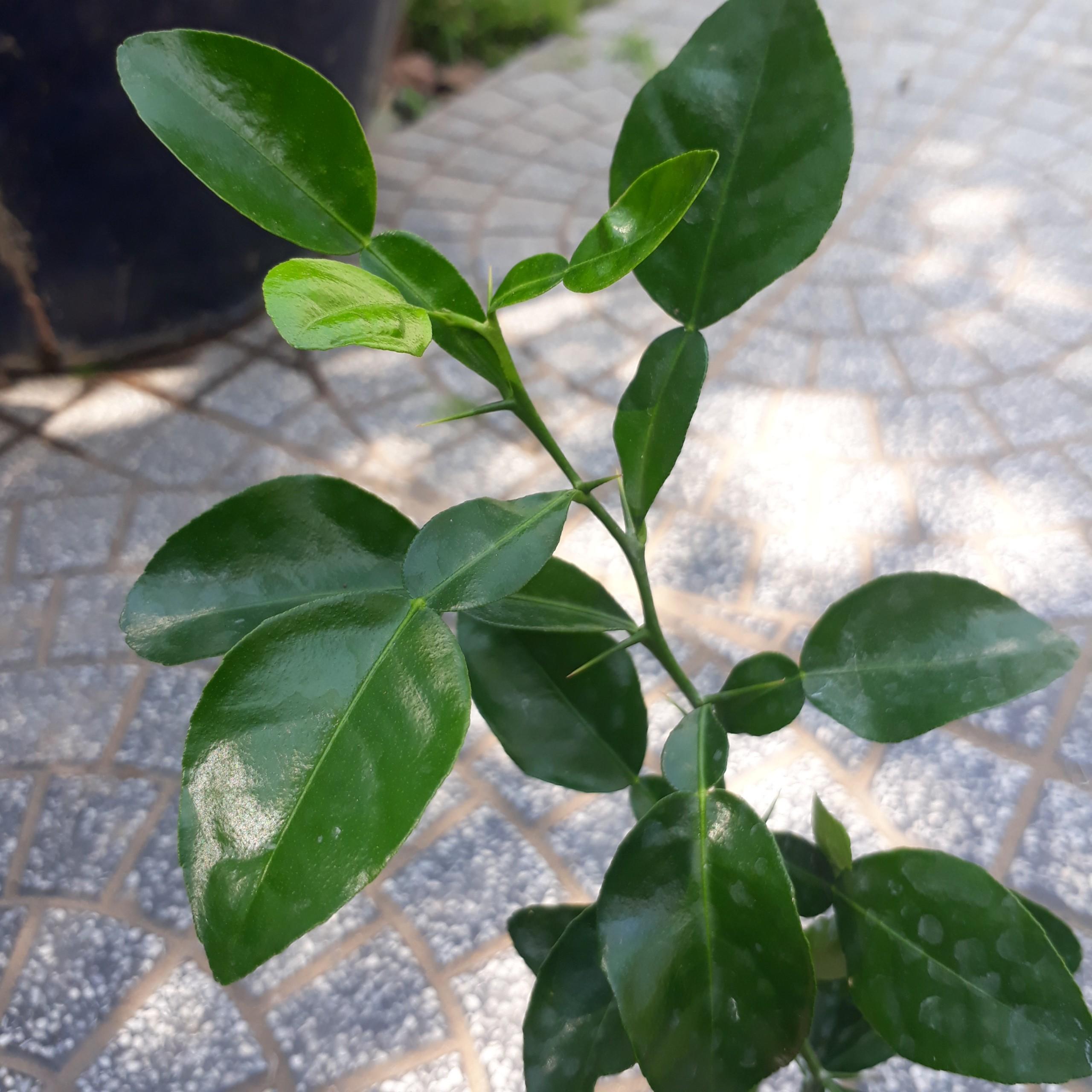 CÂY CHÚC GIỐNG TRỒNG TỪ HẠT VÙNG BẢY NÚI AN GIANG, CÂY CHÚC TRỒNG LẤY TRÁI HOẶC LẤY LÁ LÀM GIA VỊ- CÂY TRÚC GIỐNG