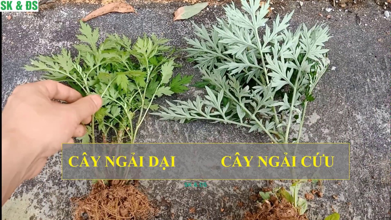 Cây Ngải Dại khô 500g GT332