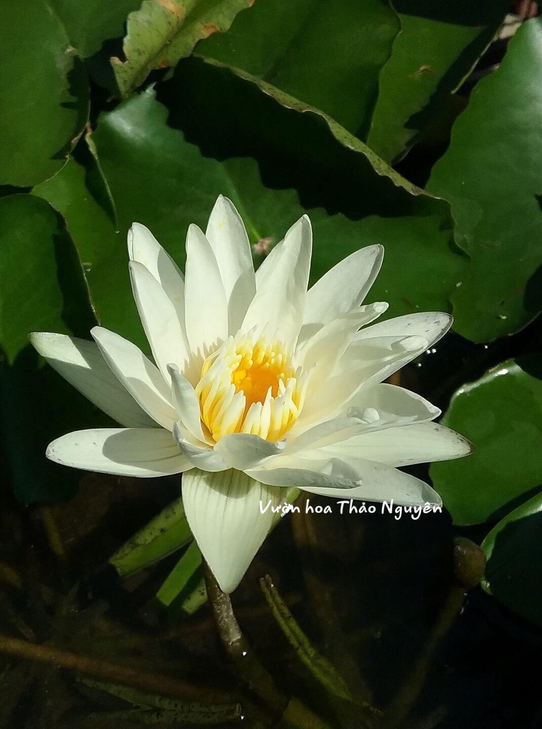 [RẺ VÔ ĐỊCH] Cây hoa súng Thái Lan màu trắng Đ-06