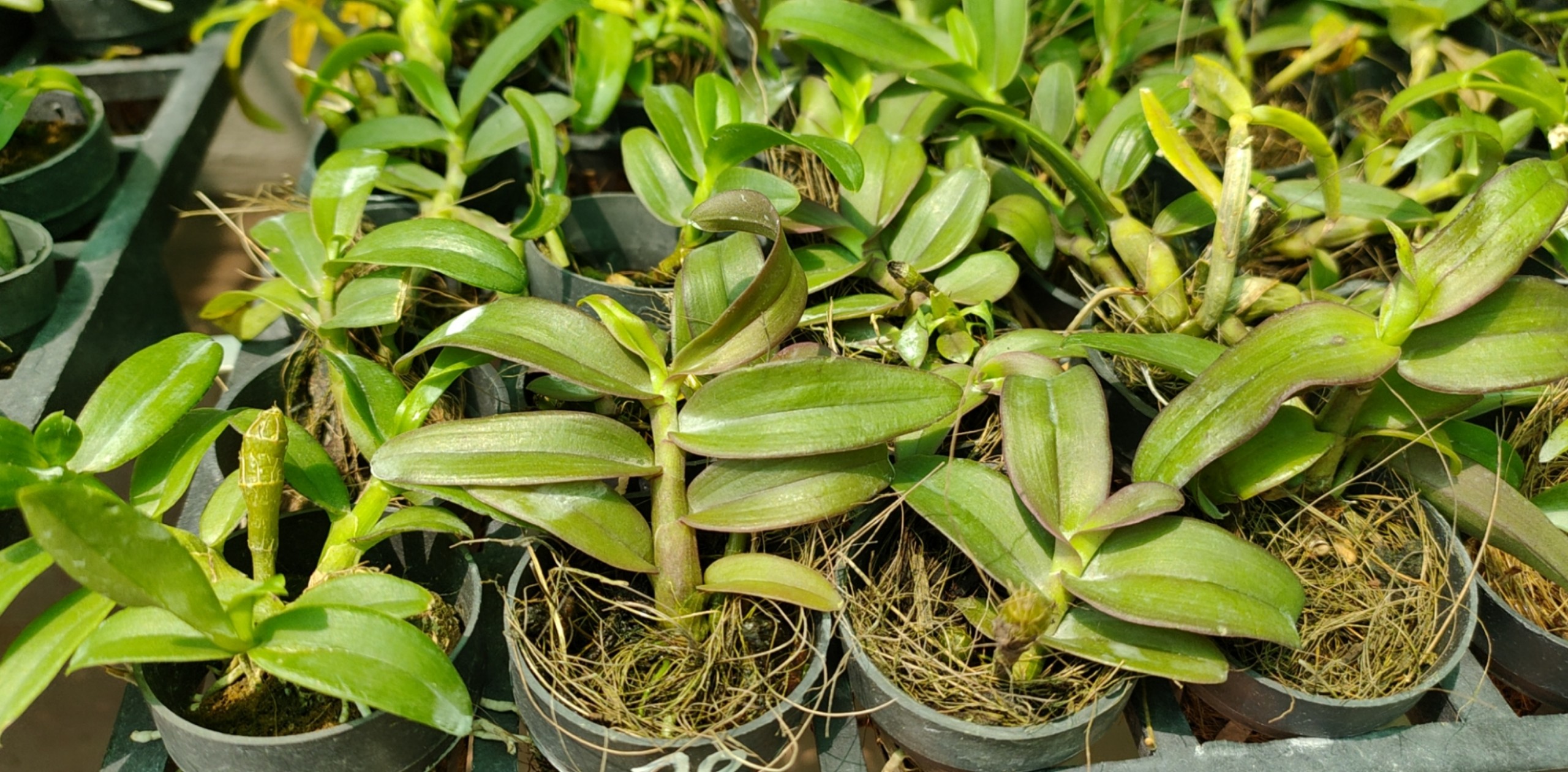 Giả hạc long hàng giống