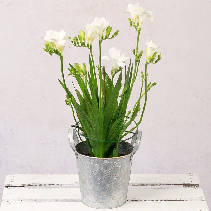 Củ hoa địa Lan Nam Phi(10 củ giá sỉ)