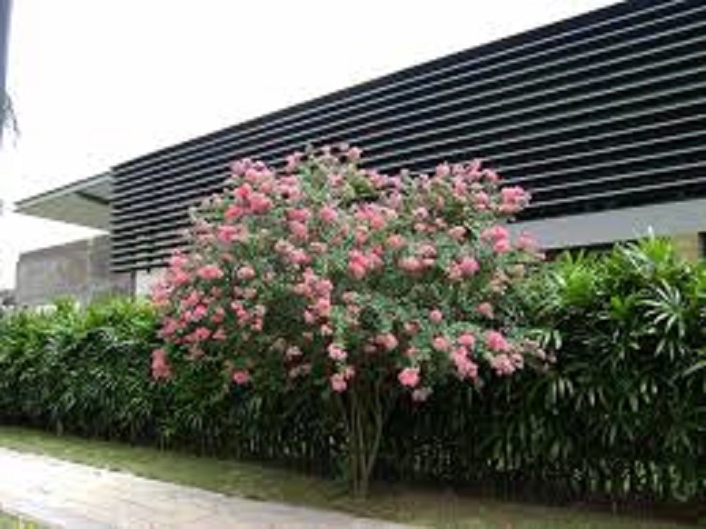 Hoa tường vi bầu size lớn