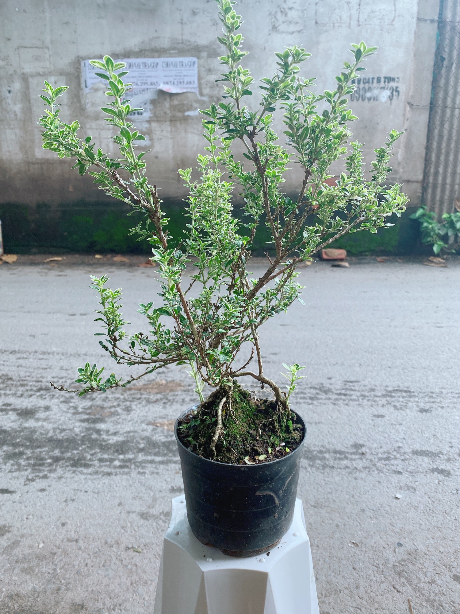 Cây Bạch Tuyết Mai