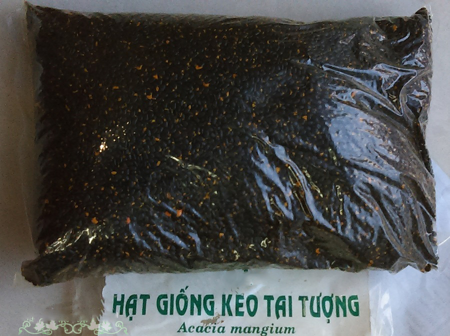 [HCM]200 Gram Hạt Giống Keo Tai Tượng