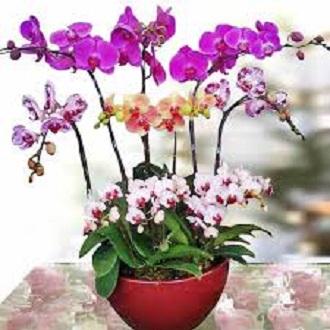 Phân chì tan chậm Nhật Bản 14-13-13 200g