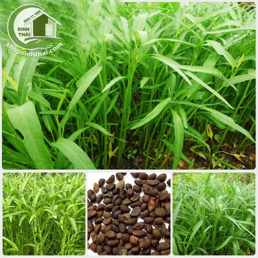 Hạt giống rau muống lá tre