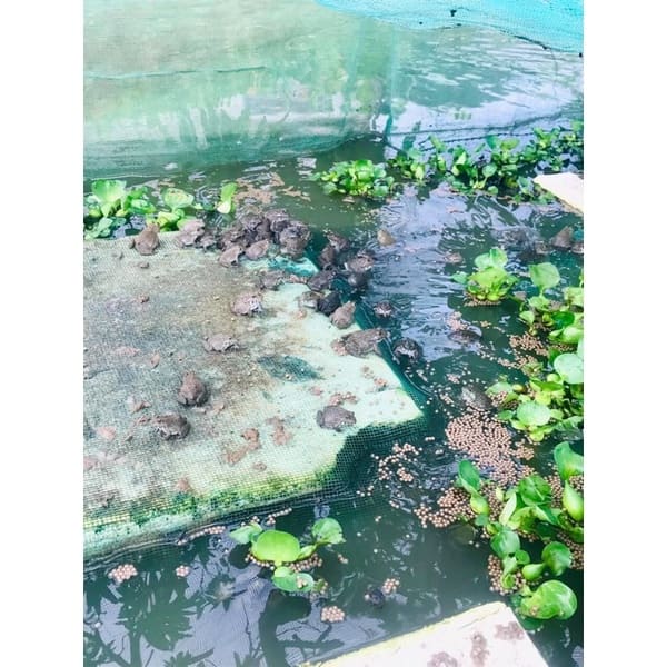 Vèo nuôi ếch, cá lưới Thái
