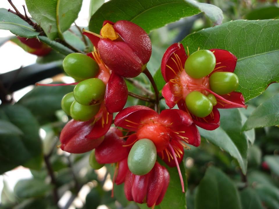 Cây mai tứ quý giống
