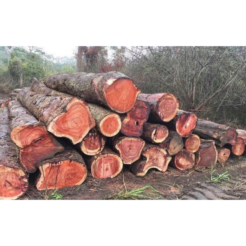 Cây giống gỗ giáng hương