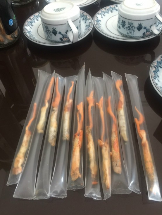 Đông trùng hạ thảo khô ( đóng hộp 10g)