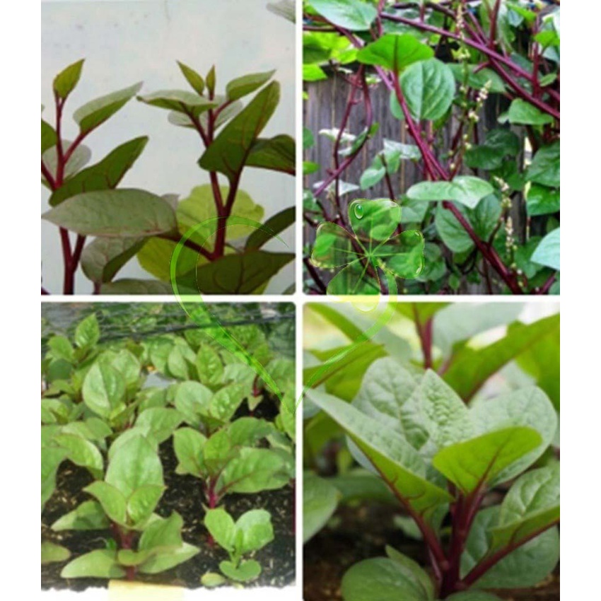 Hạt giống mồng tơi đỏ - gói 1 gram