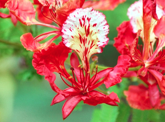 "Gói 5 Hạt " Hạt giống hoa phượng vĩ  đỏ