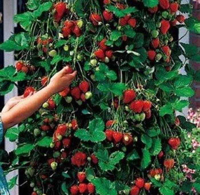 Hạt giống Dâu tây leo xanh