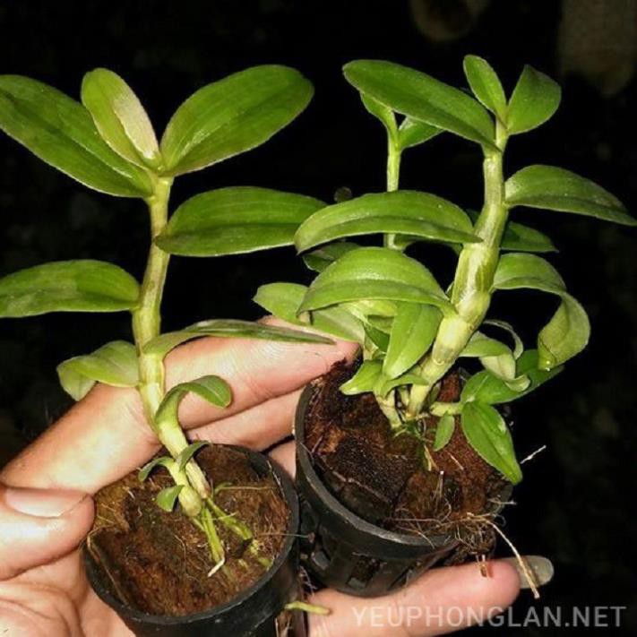 [FREESHIP - Xả Khô Máu] Hoa lan trầm thanh củi ( cây to khỏe,bộ rễ đẹp)+ 700g phân thỏ hữu cơ
