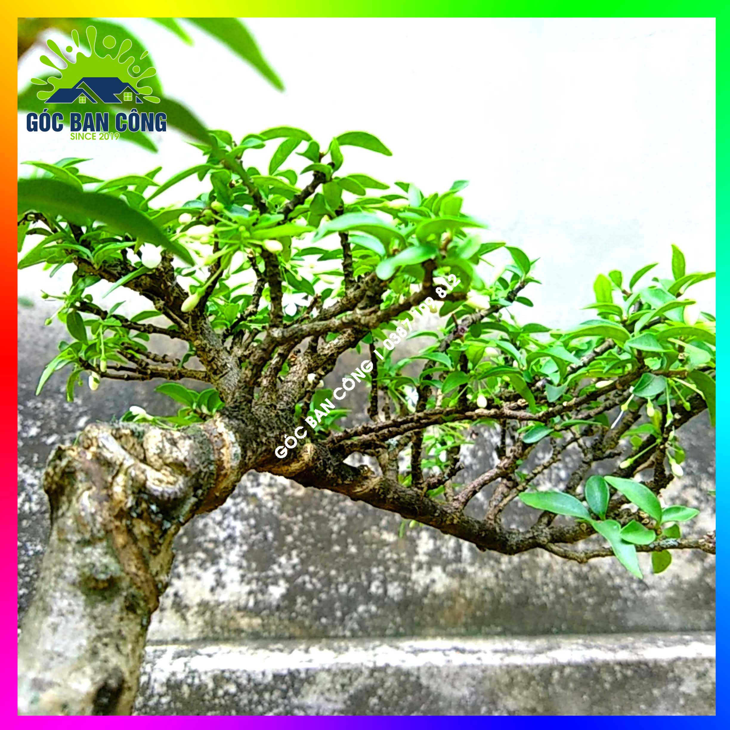 Mai Chiếu Thủy Kim Giòn Bonsai Mini - CTBS03