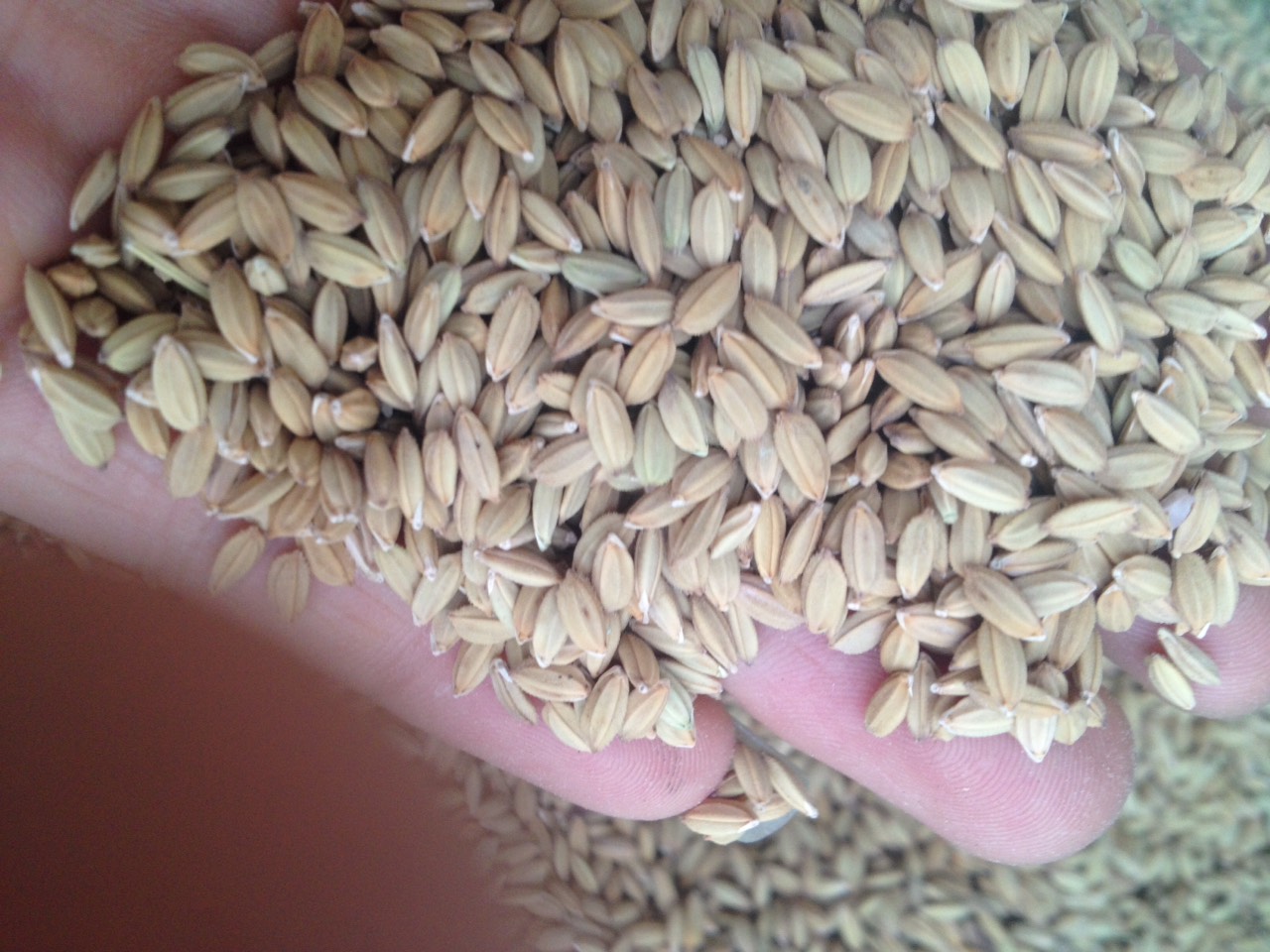lúa tiêu ruột đỏ cho chim cu gáy gà 1kg