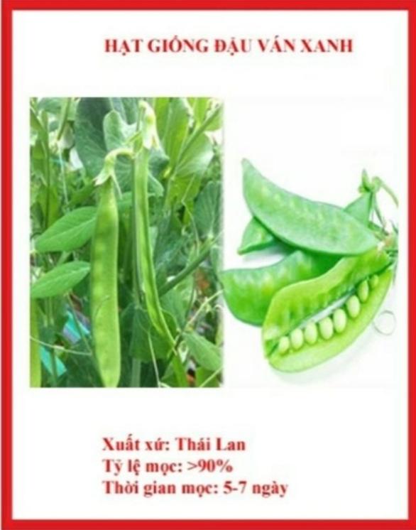 Hạt Giống Đậu Ván Xanh