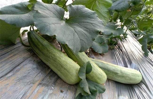 Hạt giống dưa lê chuối ( dưa gang) gói 20 hạt