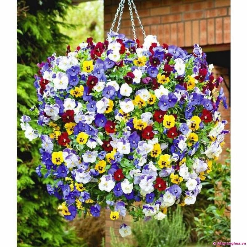 [Mới] - Hạt giống hoa viola