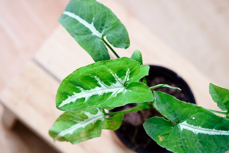 Chậu cây Syngonium wendlandii