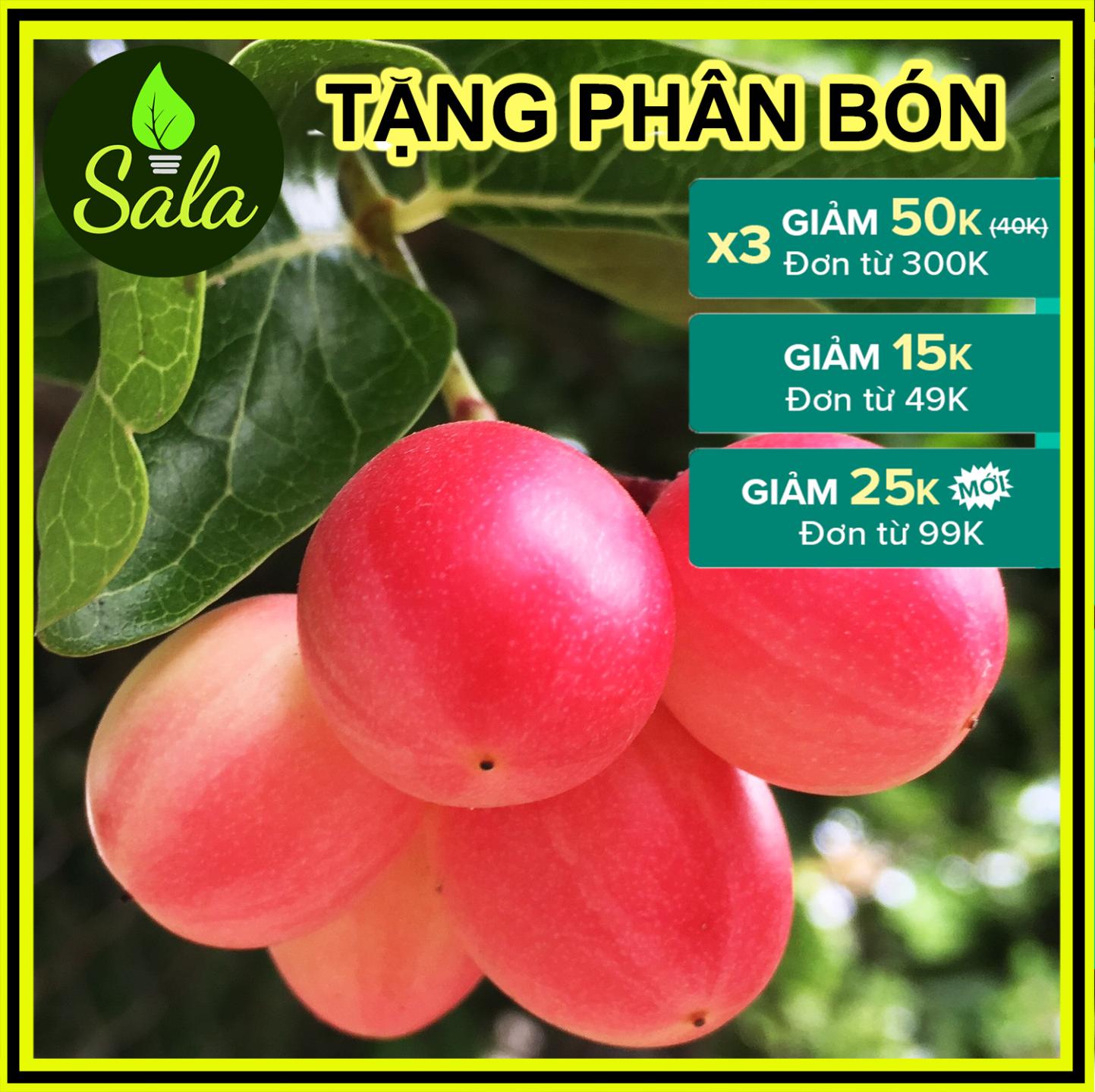 [Cây lớn 2 năm tuổi] Cây siro giống làm cây cảnh, cổng rào, quả làm mứt, làm nước si rô, làm dưa rất ngon - cây si rô giống y hình - cây siro làm nước siro, làm mứt SIRO - CÂY GIỐNG SIRO, SI RÔ, SI RO